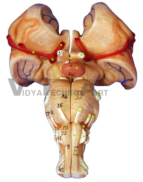 Brain Stem-Ventral View